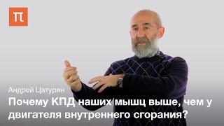 Мышечная биомеханика - Андрей Цатурян