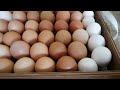 Инкубация яиц от деревенских курочек.