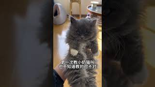 Don't Blame Me for My Pet's Education Failures - Hilarious Dwarf Cat Adventures