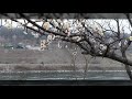 그자 최백호 그자 최백호