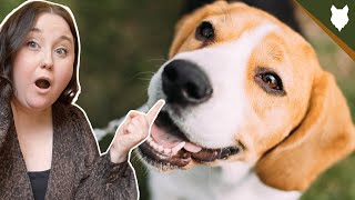 5 Reasons Why YOU SHOULD Get A BEAGLE by Fenrir Beagle Show 1,120 views 3 years ago 4 minutes, 23 seconds