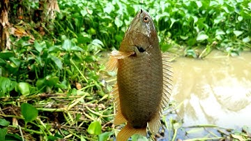 Câu cá rô đồng theo con nước lên tập 6)@chuachactv