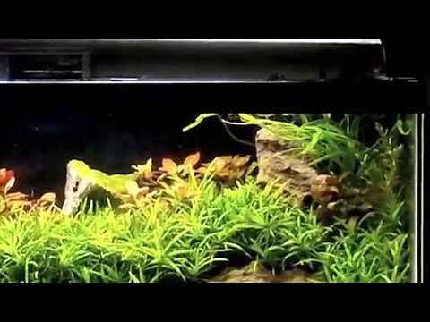 20 gallon planted fish tank aquascape journey  YouTube