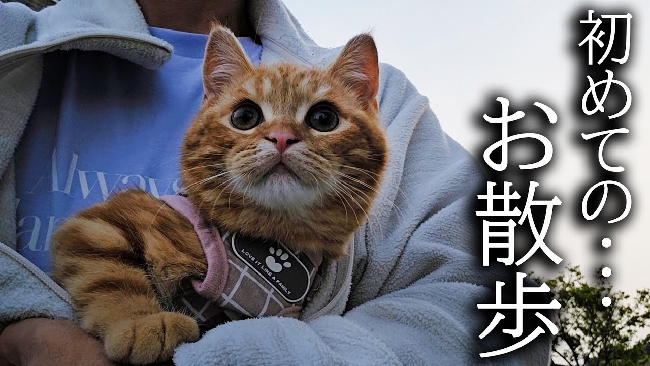 生まれて初めて外をお散歩した子猫はこうなりました - YouTube