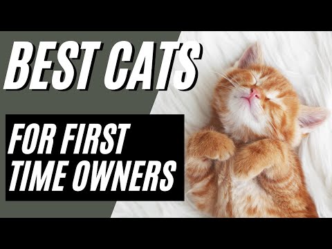 Wideo: 7 najlepszych ras dla właścicieli kotów po raz pierwszy