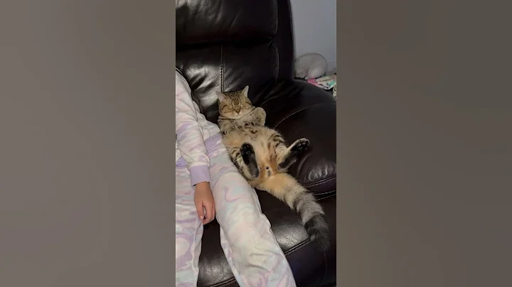 Watch the video about #cat#couplecat#beautiful#catlover#kittenlove#british#scottish#wow#pretty#happycat#playcat