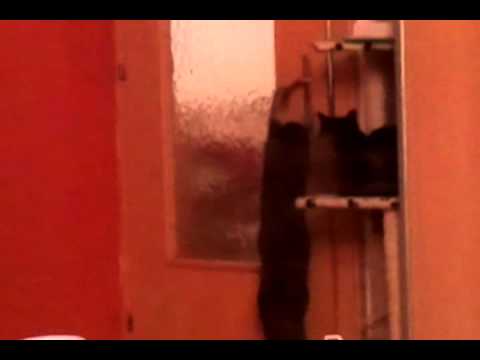coole katze cizmo