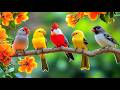 The Dopamine Reset Birdsong Piano For Distraction Free Work 