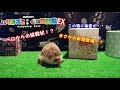 【ハリネズミ】~まさかの新顔登場!?ペロからの挑戦状!~『暇な武士が飼うペットの日常』