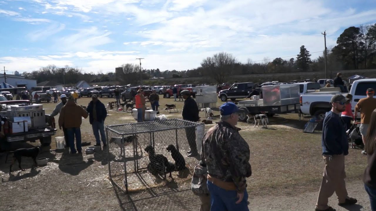 Grand American Coon Hunt 2013 YouTube