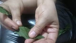 Dica Do Louro Para Espantar Insetos.