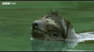 Rare Swimming Pygmy Sloth  Decade of Discovery  BBC Two