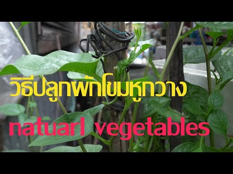 How To grow natural vegetables วิธีปลูกผักโขมหูกวาง