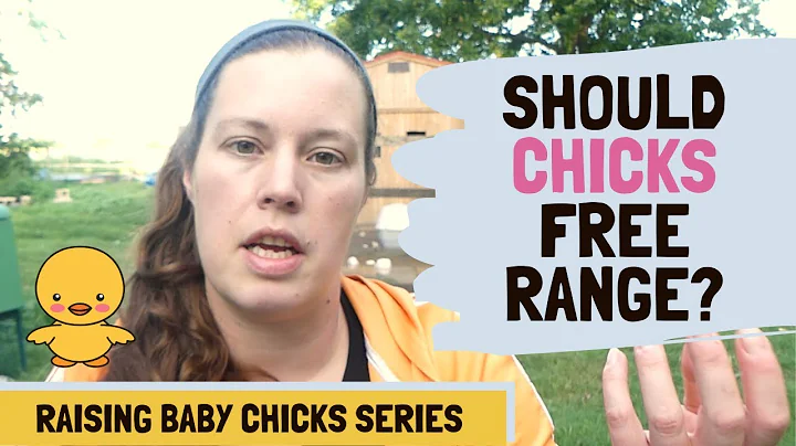 Should Your Chicks Free Range?