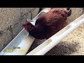 Como hacer UN BEBEDERO para GALLINAS PONEDORAS