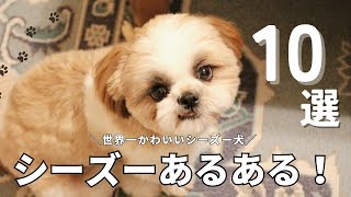 【シーズあるある】愛犬はいくつ当てはまるシーズーの行動&性格あるある選!!