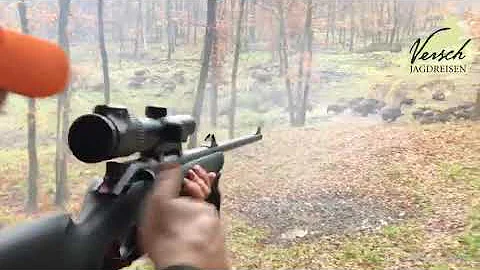 Hunter shoots many wild boar