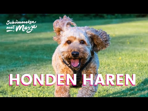 Video: Kunnen honden hoofdluis krijgen?