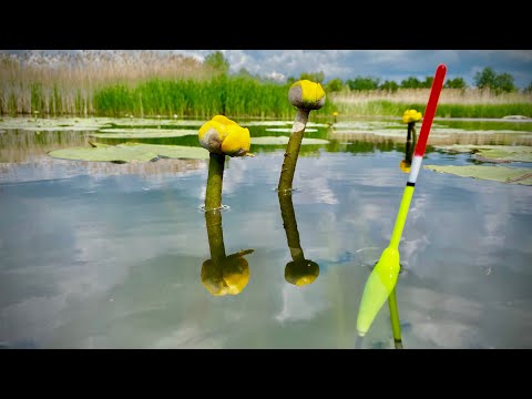 Ловля ЛИНЯ и КРУПНОГО КАРАСЯ на ПОПЛАВОК!!!