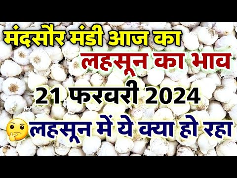 मंदसौर मंडी आज का लहसुन का भाव 21 फरवरी 2024 