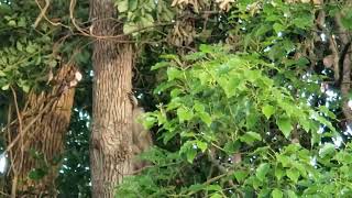Female Raccoon in the Tree