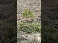 PartridgeTV (11 short) Partridge Keklik Kew الحجل  鹧鸪 Rebhuhn куропатка Perdiz Chukar