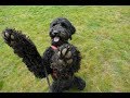 Callie - 11 month old Standard Poodle - 5 Weeks Residential Dog Training