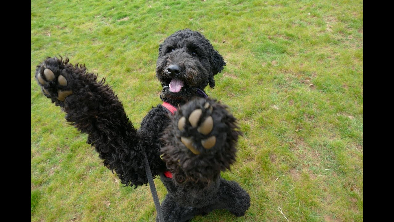 standard poodle