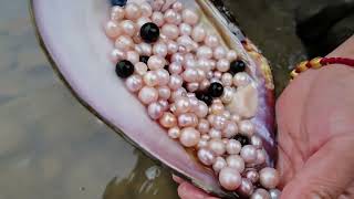 Shells are found in a small water pool, and colorful pearls are collected after opening mussels