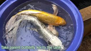 Discover the Hidden Techniques for Breeding Butterfly Koi Fish