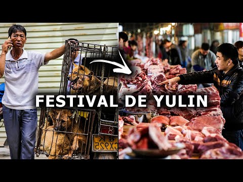 Vídeo: China Proíbe A Venda De Carne De Cachorro No Controverso Festival Yulin