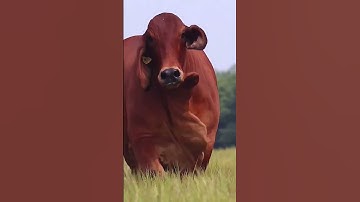 sapi limosin aduduuuu gede banget #shorts #sapi
