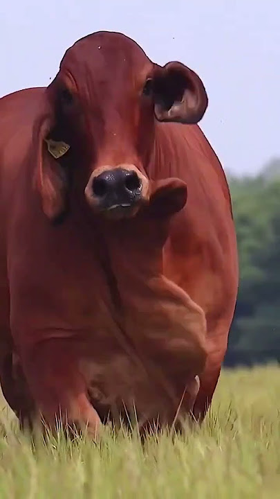 sapi limosin aduduuuu gede banget #shorts #sapi