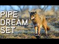 Pipe Dream Set for Coyotes | Coyote Trapping