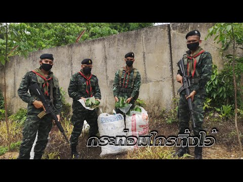 กองทัพมดขนใบกระท่อมข้ามรั้วชายแดนไทยมาเลเซียไม่สนโควิด