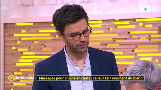 Massages pour chiens et chats : ça leur fait vraiment du bien ! -  La Quotidienne