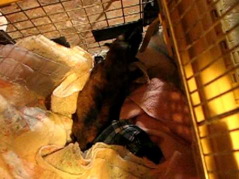 Sweet Crying Puppy (RIP) - YouTube