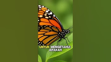 fakta menarik tentang kupu-kupu #viral #shorts #video #video #universe #kontenkreator #subscribe
