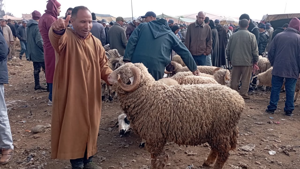 حميد طيكطوك اليوم من سوق الخميسات كسيب غلية بزاف حسن عون درويش بزاف