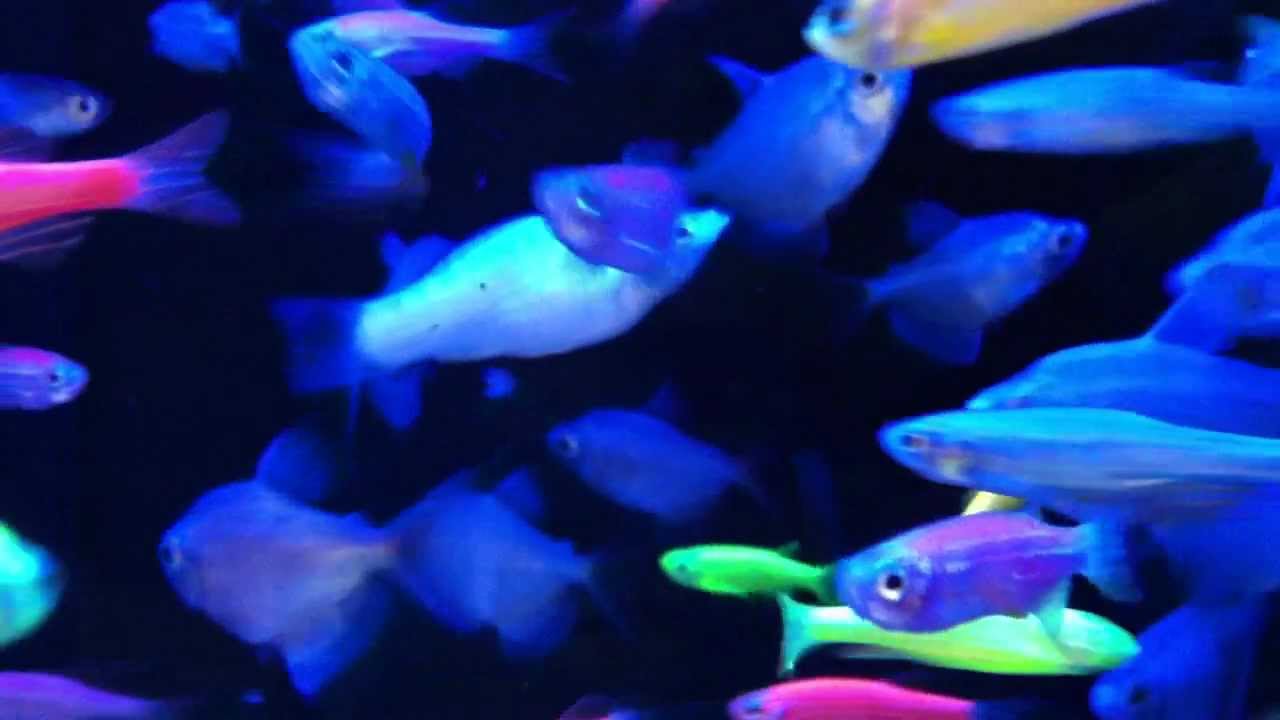 Fish relaxation scene -- real life fish swimming to their delight