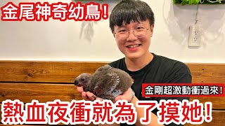 鳥寶寶臨時夜衝只為摸到神奇的幼鳥「超驚訝」金剛寶寶竟學會衝過來找爸爸了【鸚鵡小木屋】