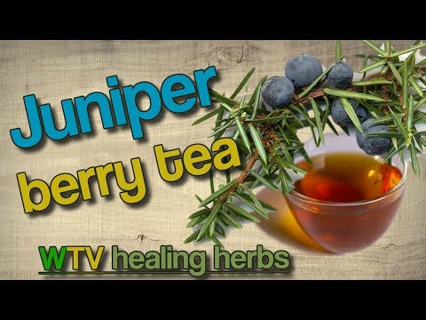 Juniper berry tea | Making Juniper berry tea for urinary problems.🍓