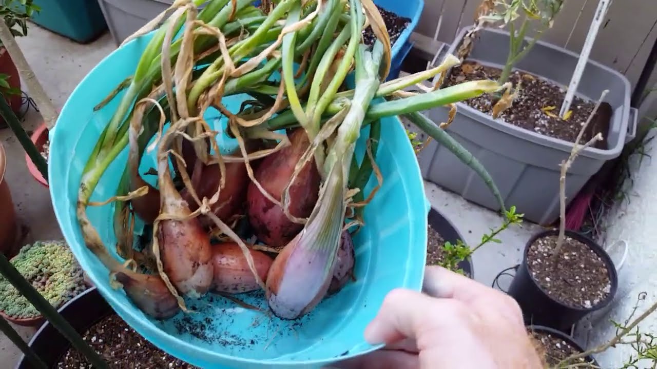 Harvested zebrune shallots
