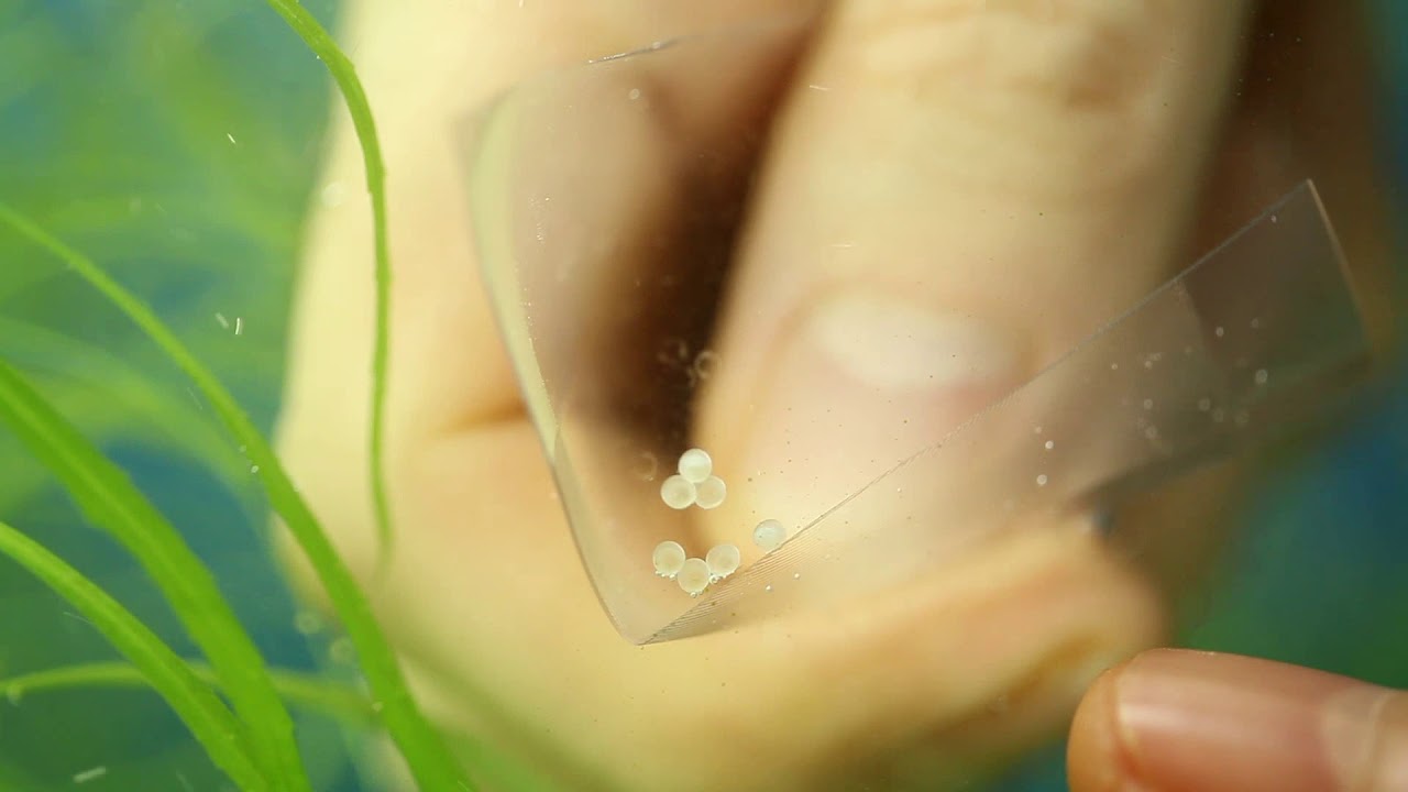 Tutorial de reproducción de Corydora sterbai