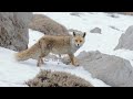 Fox with winter coat looking for food in the snow on Mt. Hermon שועל מחפש מזון בשלג על הר חרמון