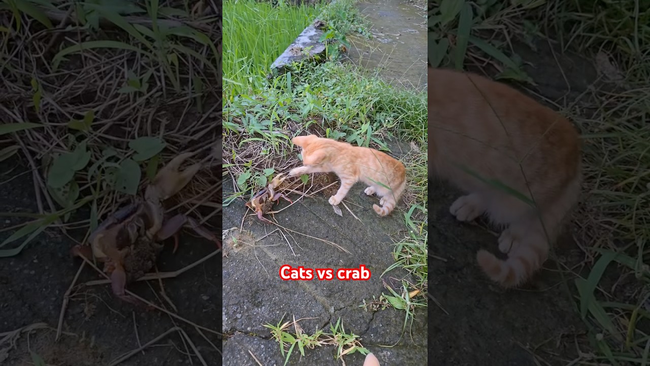 Cats vs a crab 