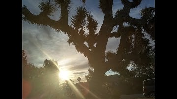 Joshua Tree - Music Video by RedBlueBlackSilver