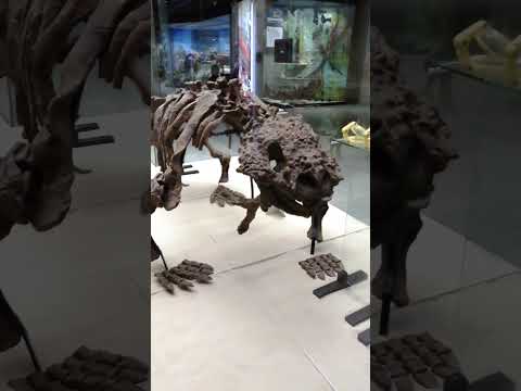 Video: Dinosauruste skeletid. Muuseumid dinosauruste skelettidega