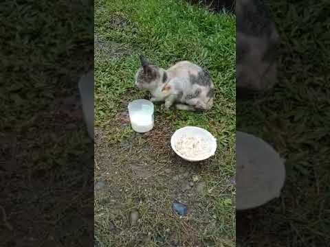 BULINGIT NA PUSA #asmr #trending #animals