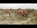 Tharparkar camels are running full speedcamel going to jangal from villageanimals lifestyle